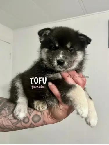 Tofu